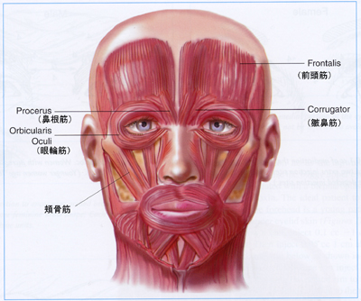 顔の筋肉イメージ図